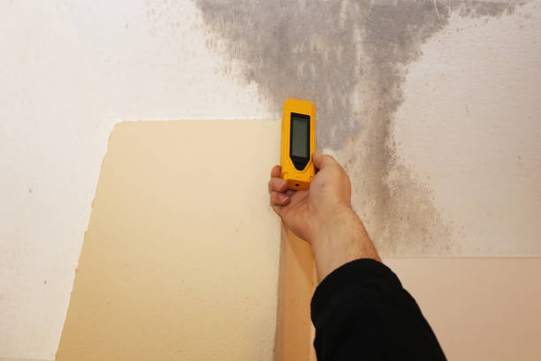 Best Black Mold Removal  in Jacinto City, TX