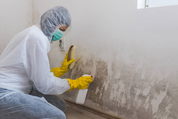 Jacinto City, TX Mold Removal Company