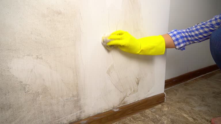 Best Water Damage & Mold Remediation  in Jacinto City, TX