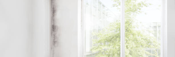 Best Indoor Air Quality Assessment  in Jacinto City, TX